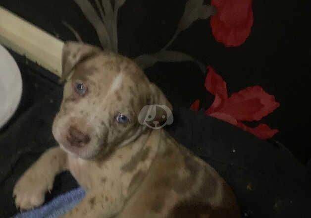 American Bulldog puppies for sale in Manchester, Greater Manchester – 1 year old - Image 5 of 5