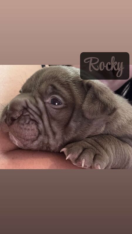 American Bulldog puppies for sale in Swansea – 4 months old - Image 2 of 15