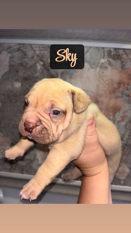 American Bulldog puppies for sale in Swansea – 4 months old - Image 3 of 15