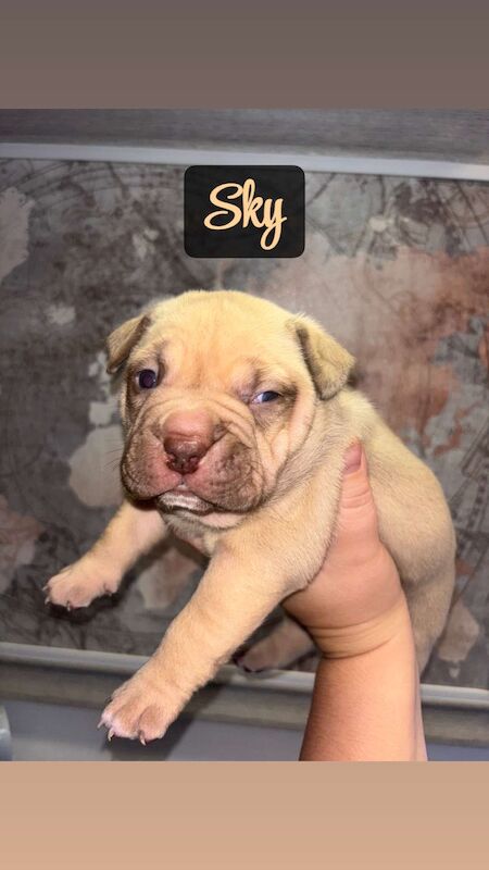 American Bulldog puppies for sale in Swansea – 4 months old - Image 4 of 15