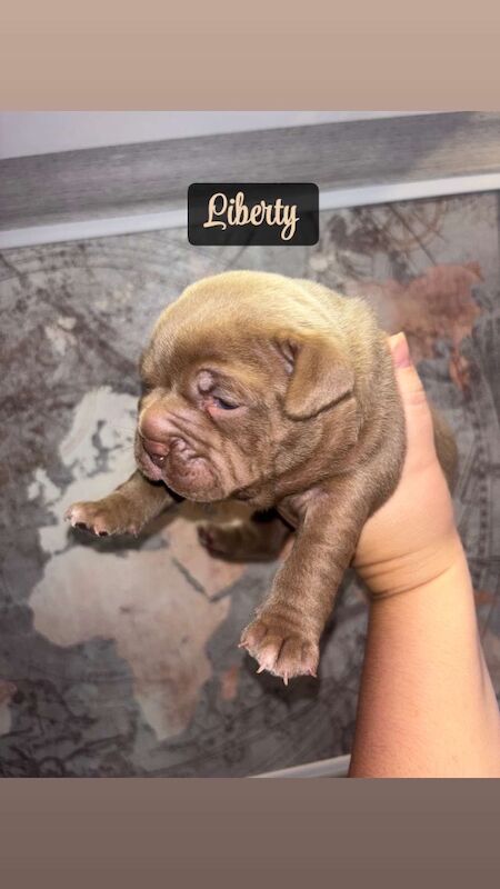 American Bulldog puppies for sale in Swansea – 4 months old - Image 5 of 15