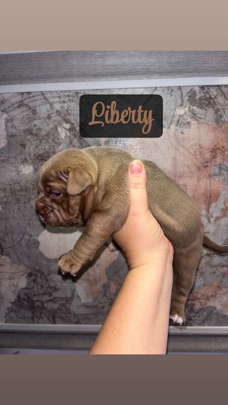 American Bulldog puppies for sale in Swansea – 4 months old - Image 6 of 15