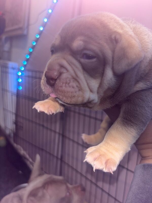 American Bulldog puppies for sale in Swansea – 4 months old - Image 7 of 15