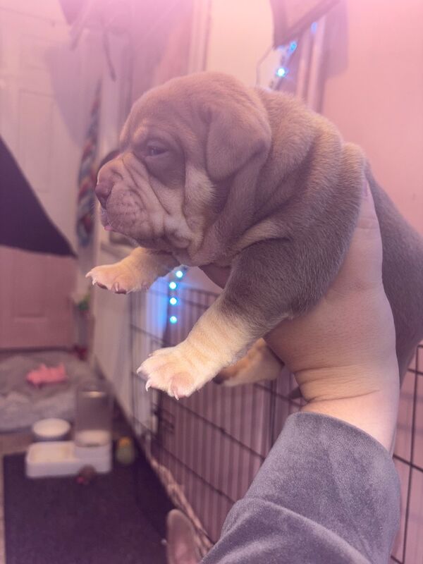 American Bulldog puppies for sale in Swansea – 4 months old - Image 9 of 15