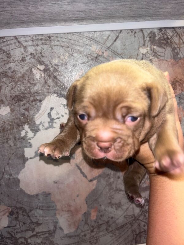 American Bulldog puppies for sale in Swansea – 4 months old - Image 10 of 15