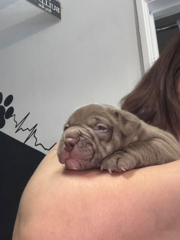 American Bulldog puppies for sale in Swansea – 4 months old - Image 11 of 15