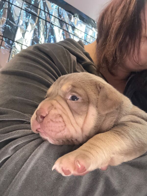 American Bulldog puppies for sale in Swansea – 4 months old - Image 12 of 15