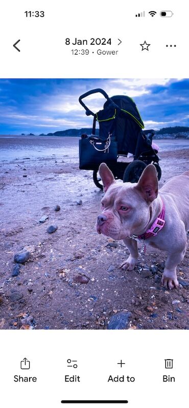 American Bulldog puppies for sale in Swansea – 4 months old - Image 13 of 15