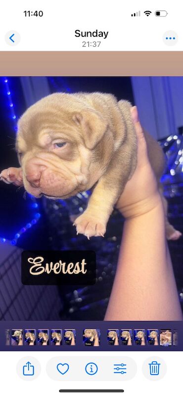 American Bulldog puppies for sale in Swansea – 4 months old - Image 14 of 15