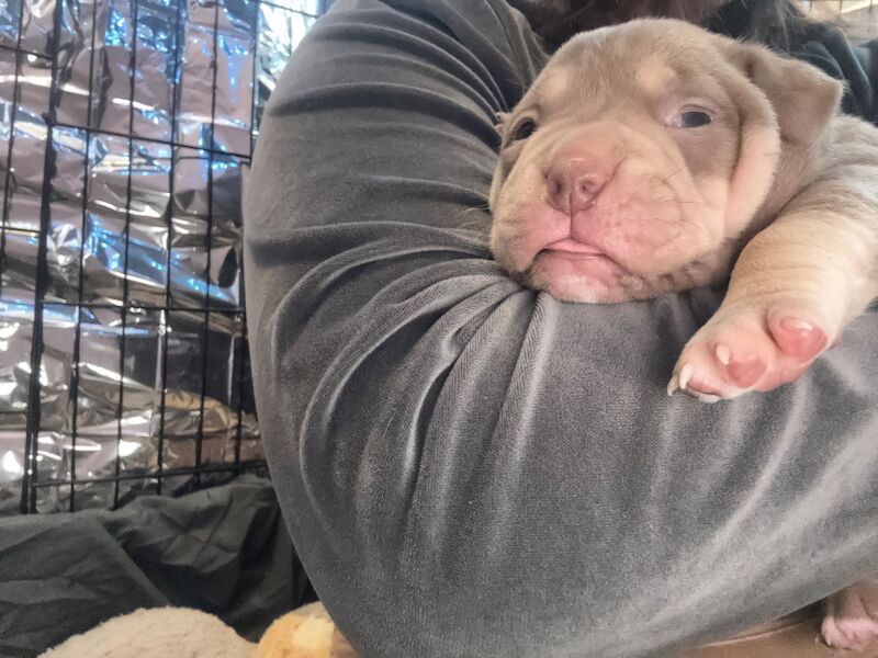 American Bulldog puppies for sale in Swansea – 4 months old - Image 15 of 15