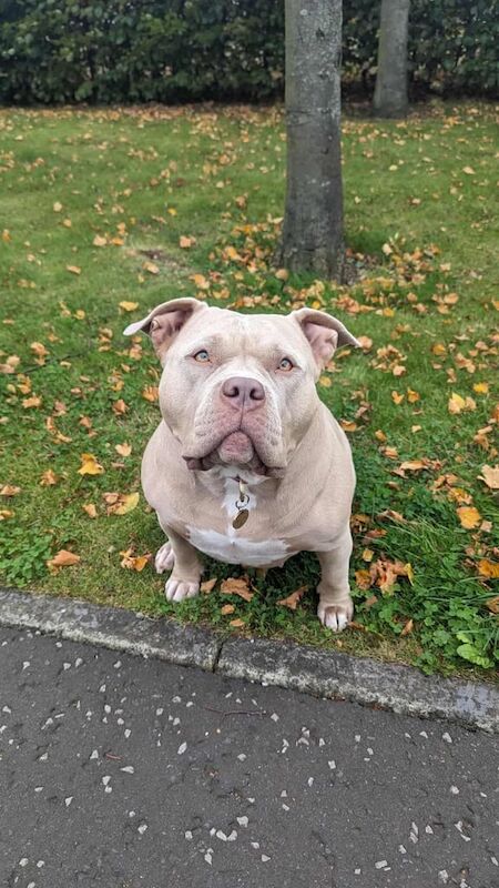 American Bulldog puppies for sale in Gilmerton, City of Edinburgh – 3 years old