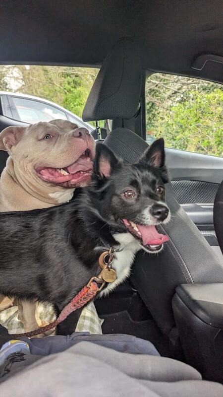 American Bulldog puppies for sale in Gilmerton, City of Edinburgh – 3 years old - Image 4 of 4