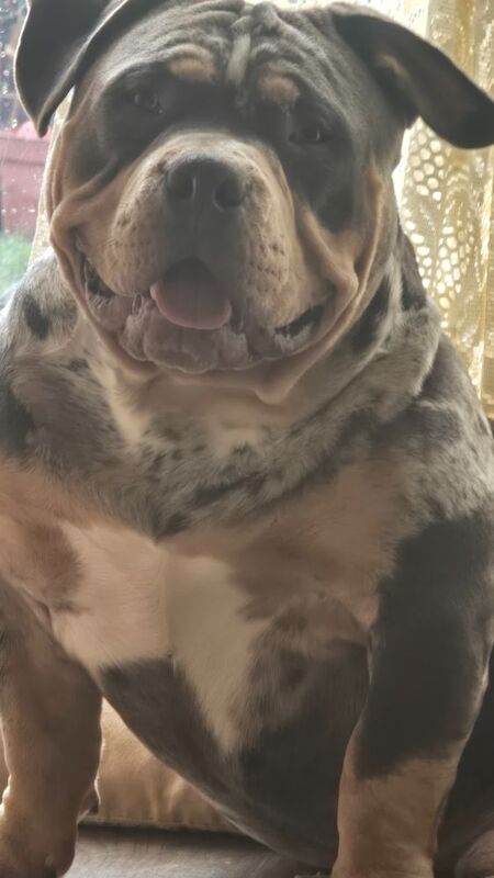 Thor – Pocket Bully Proven ABKC Stud &pound;400 - Image 2 of 7