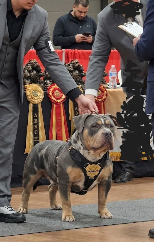 Thor – Pocket Bully Proven ABKC Stud &pound;400 - Image 3 of 7