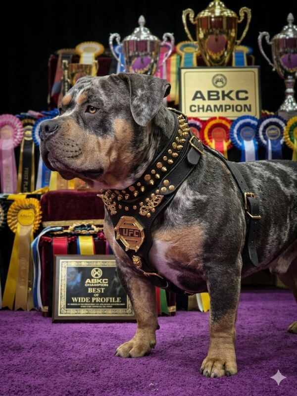 Thor – Pocket Bully Proven ABKC Stud &pound;400 - Image 4 of 7