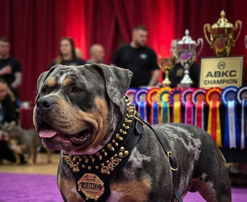 Thor – Pocket Bully Proven ABKC Stud &pound;400 - Image 5 of 7