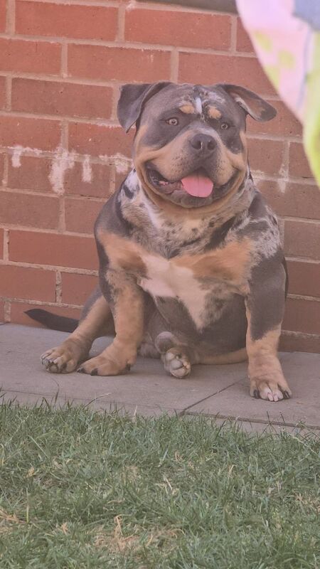 Thor – Pocket Bully Proven ABKC Stud &pound;400 - Image 7 of 7