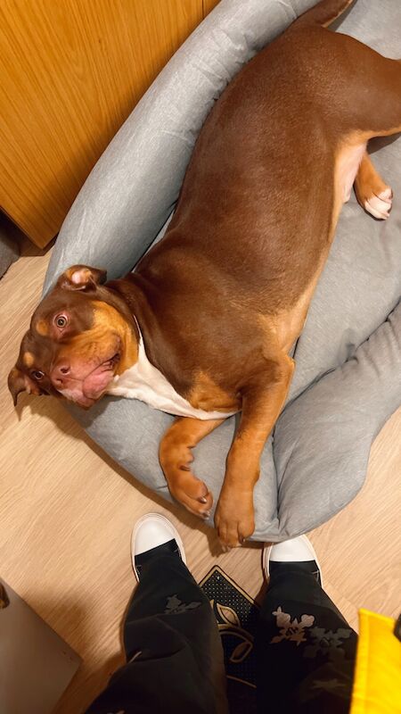 Tri 16 month XL bully for sale in London 