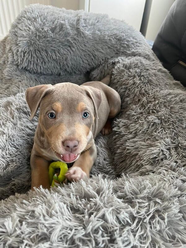 Tri lilac merle American bully classic puppy for sale in Sandwell, West Midlands