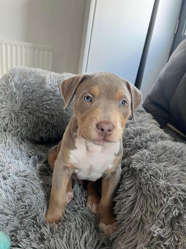 Tri lilac merle American bully classic puppy for sale in Sandwell, West Midlands - Image 2