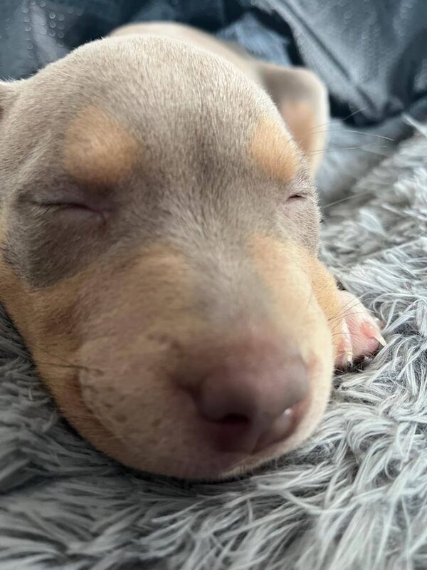 Tri lilac merle American bully classic puppy for sale in Sandwell, West Midlands - Image 3