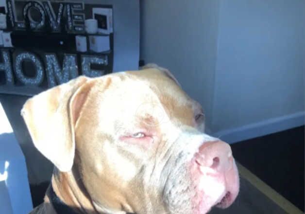 American Bulldog puppies for sale in Worcester, Worcestershire – 3 years old - Image 2 of 3