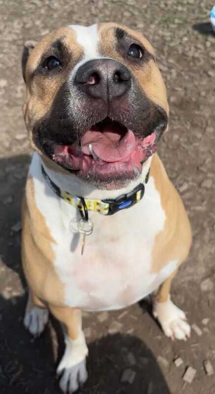 American Bulldog puppies for sale in Manchester, Greater Manchester – 2 years old