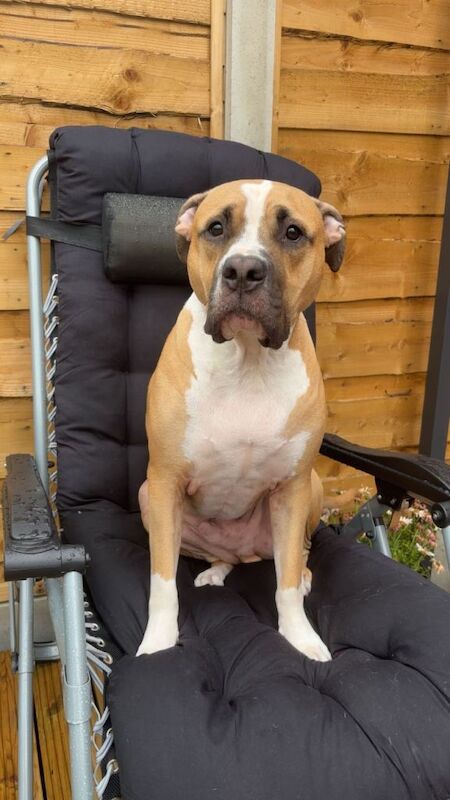 Urgent Rehoming Needed - Image 2 of 3