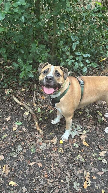 Urgent Rehoming Needed - Image 3 of 3