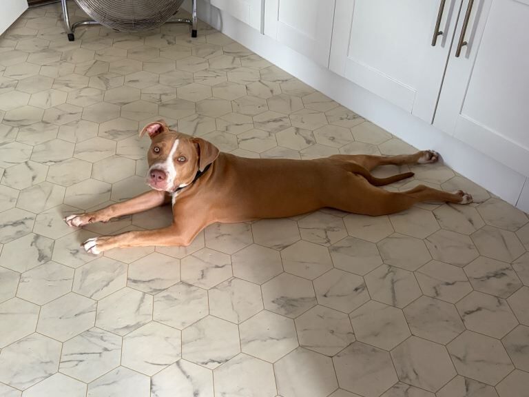Urgent sale - 6 month old female puppy for sale