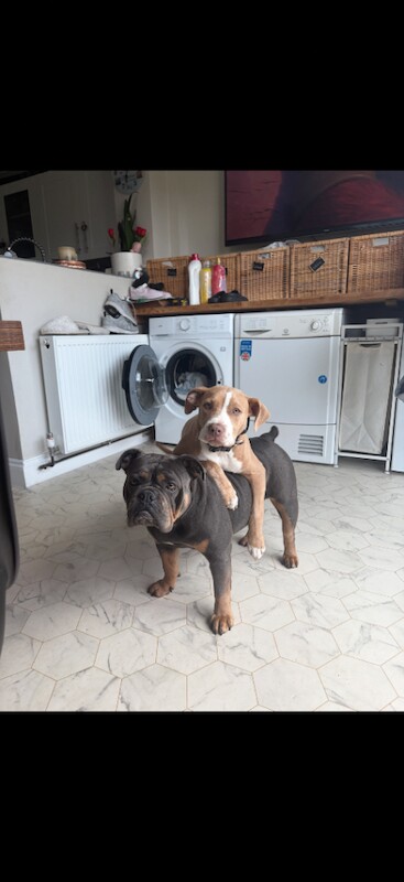 Urgent sale - 6 month old female puppy for sale - Image 2 of 4