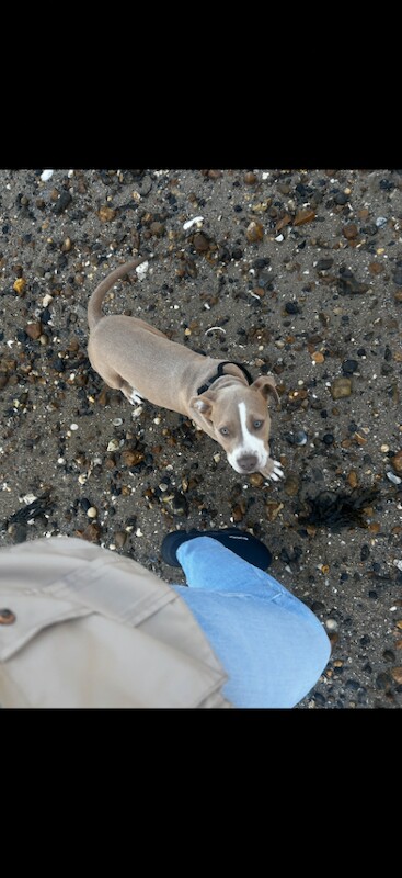 Urgent sale - 6 month old female puppy for sale - Image 3 of 4