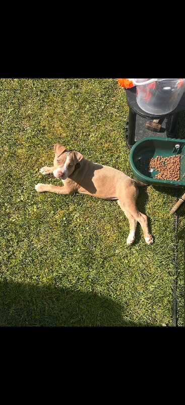 Urgent sale - 6 month old female puppy for sale - Image 4 of 4