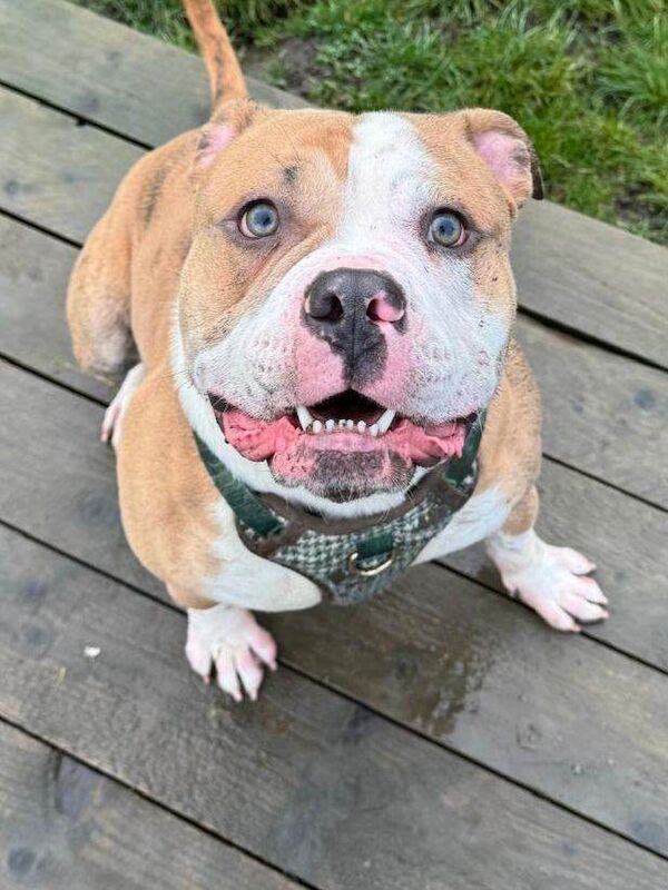 X American/ british bull dog male