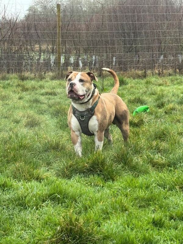 X American/ british bull dog male - Image 2 of 2