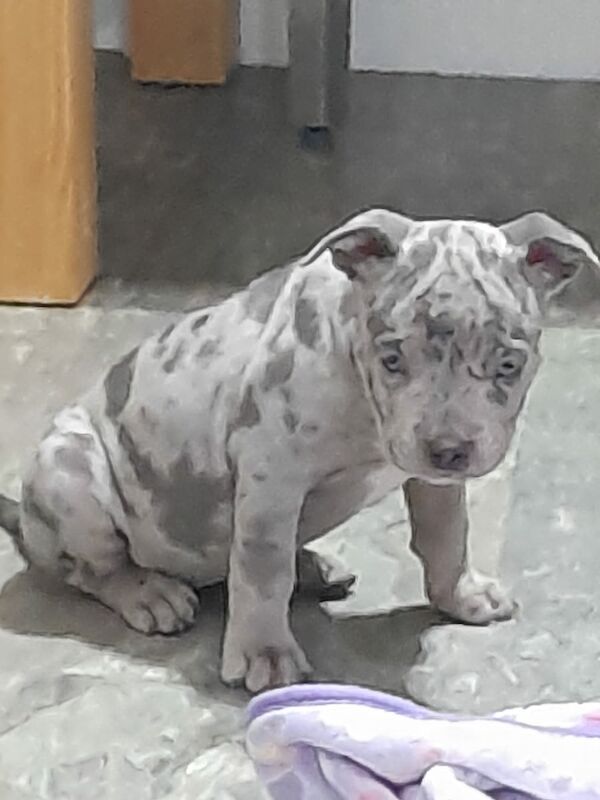 American Bully Puppies Split Face Female Available For Sale in