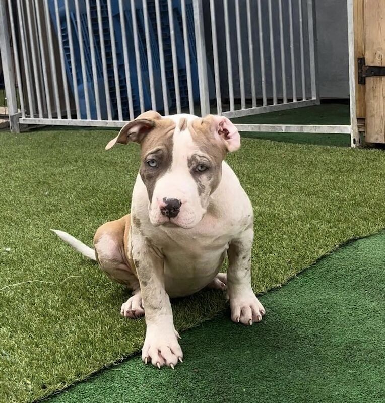 American Bulldog puppies for sale in West Yorkshire – KC registered, 2 years old - Image 1 of 6