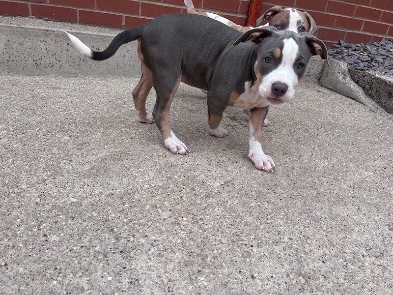 American Bulldog puppies for sale in West Yorkshire – KC registered, 2 years old - Image 4 of 6