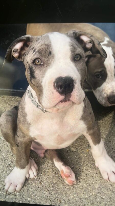 American Bulldog puppies for sale in West Yorkshire – KC registered, 2 years old - Image 5 of 6