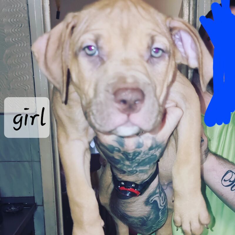 American Bully Xl Pups All Paper Work For Sale in Burntwood, Staffordshire