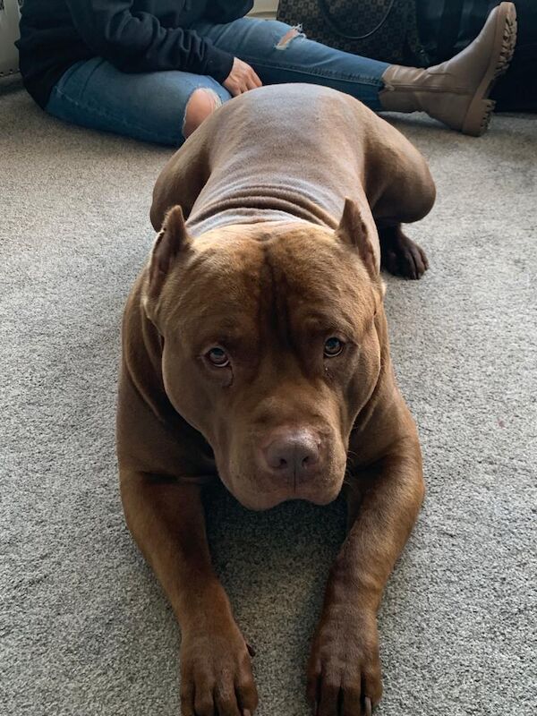 Adult American Bully Dogs For Sale Under £500