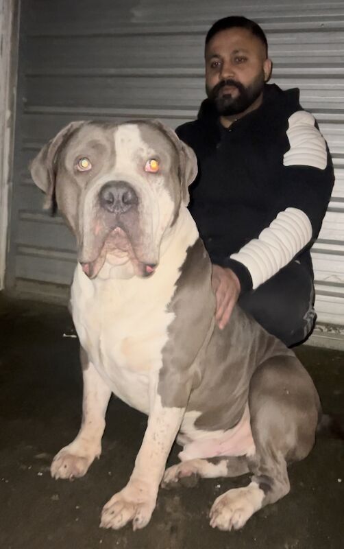 Xl bully - Image 1 of 3