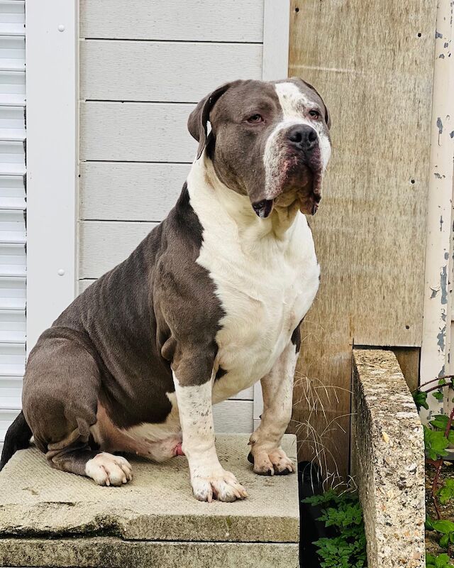 Xl bully - Image 2 of 3