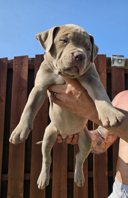 XL Bully Puppies American Bulldog Puppies For Sale in Rotherham