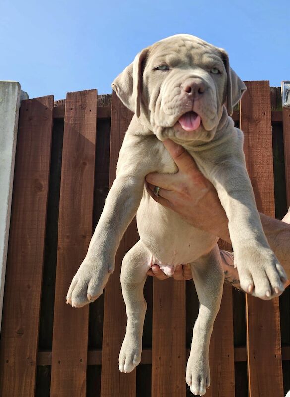 XL Bully Puppies American Bulldog Puppies For Sale in Rotherham