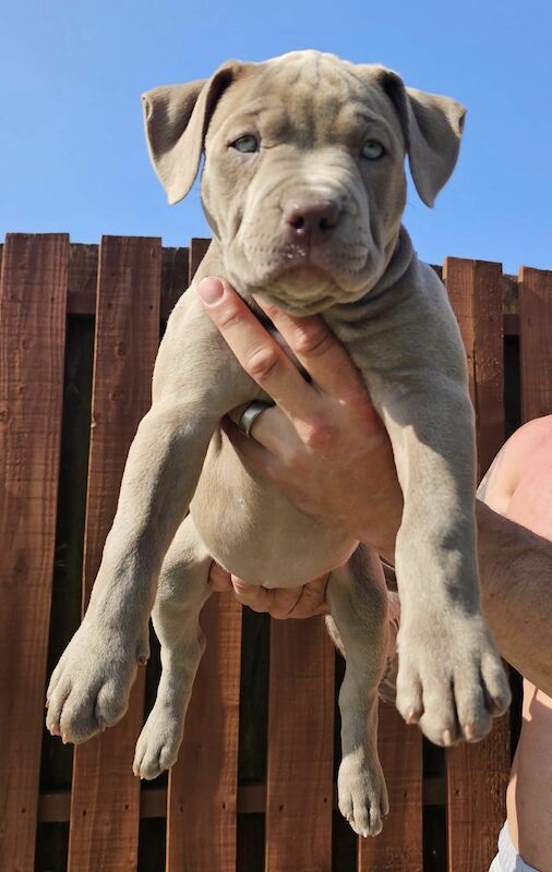 XL Bully Puppies American Bulldog Puppies For Sale in Rotherham