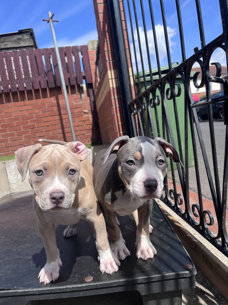 American Pocket Bully Looking For New Homes For Sale in Newbigginby