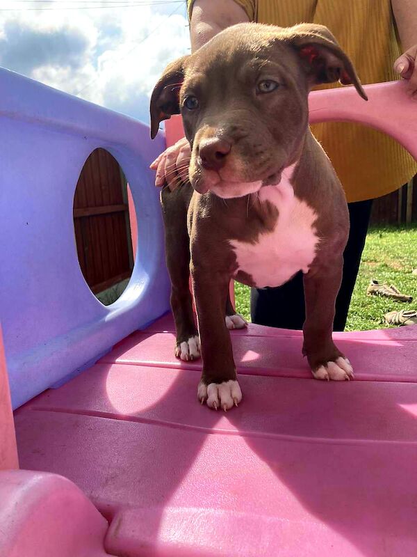Red nose bully sales puppies for sale