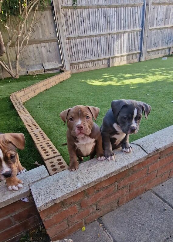 Here We Have X3 Beutifal Pocket American Bully's Available For Sale in