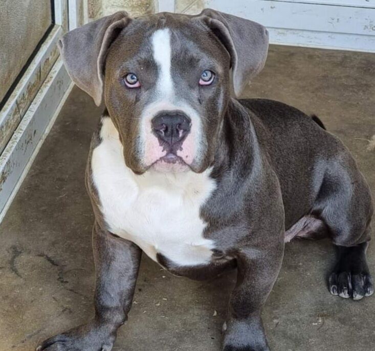 Cheryl Pierce - American Bully breeder